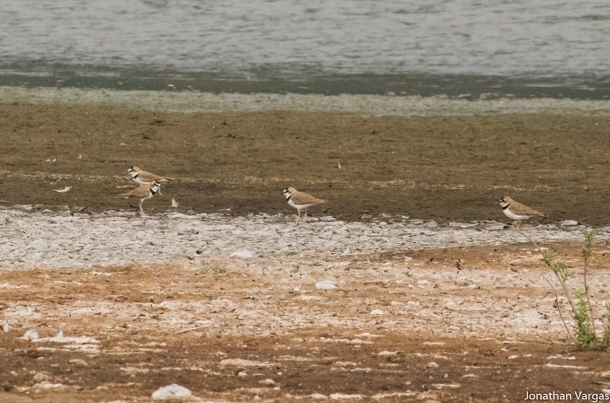 Collared Plover - ML81689061