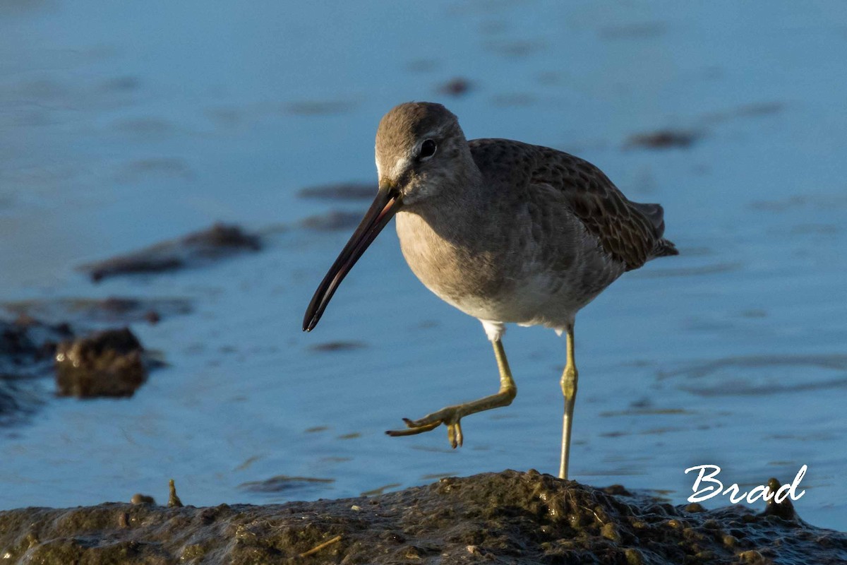 Long-billed Dowitcher - ML81689181
