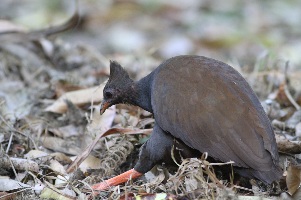 Orange-footed Megapode - Chris Wiley