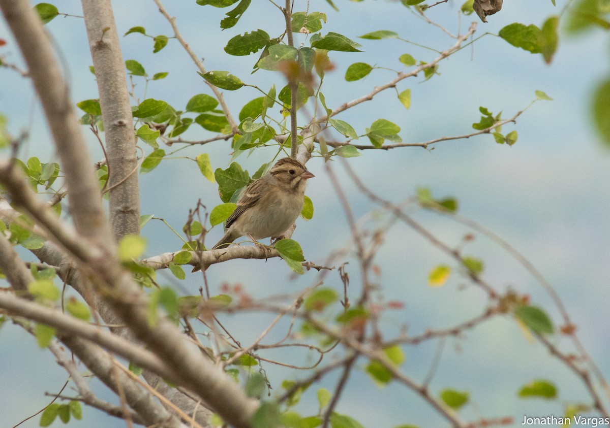 Clay-colored Sparrow - ML81689811