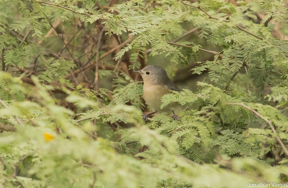Lucy's Warbler - ML81689851