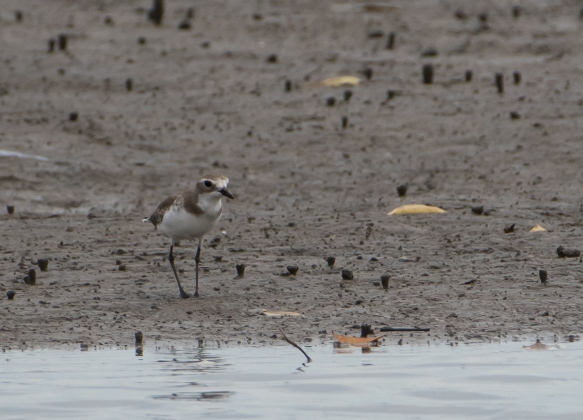 Greater Sand-Plover - Bill Bacon