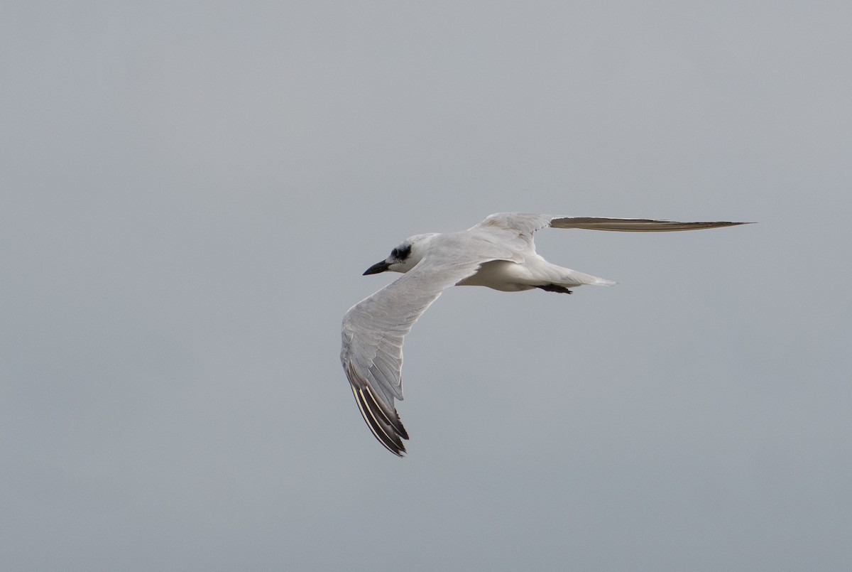 Gull-billed Tern - Bill Bacon