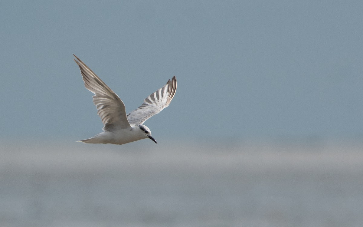 Whiskered Tern - Bill Bacon