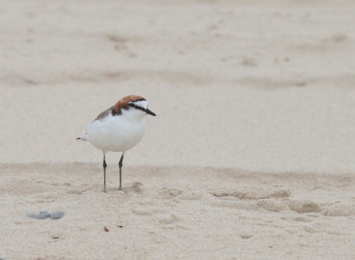 Red-capped Plover - Corey Callaghan