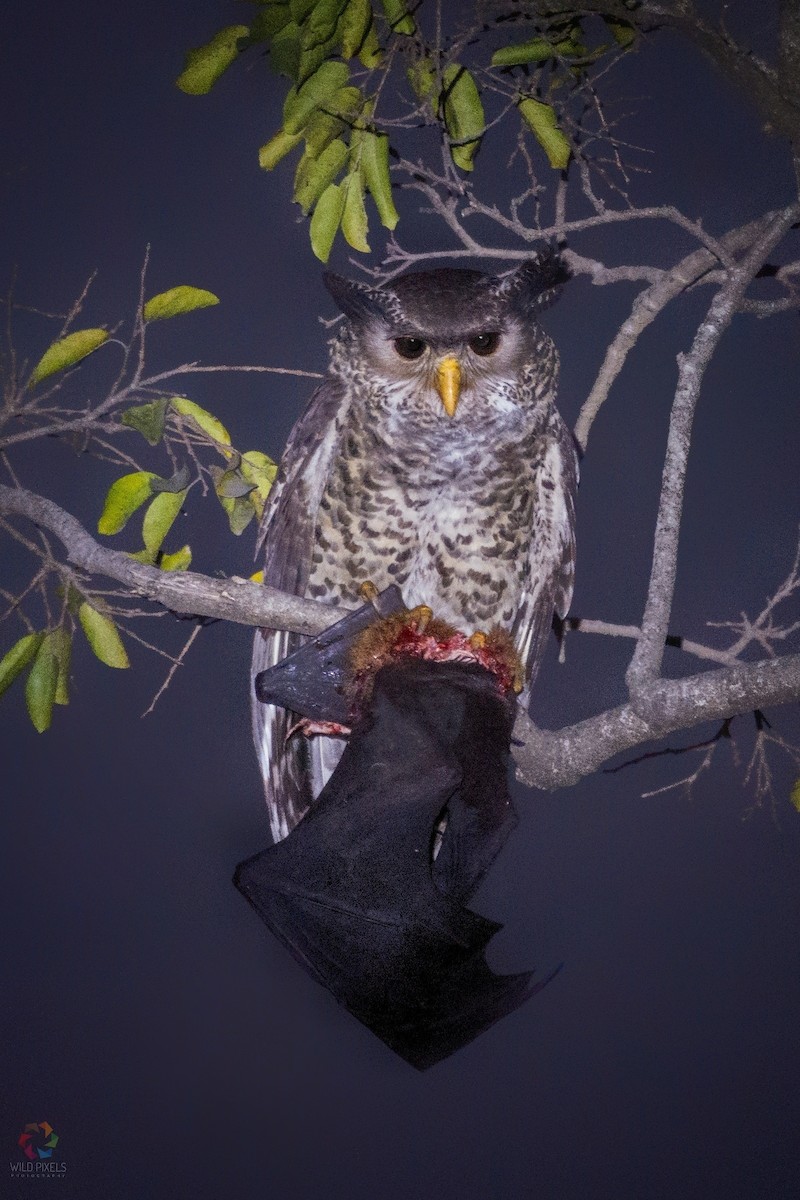 Spot-bellied Eagle-Owl - ML81691741