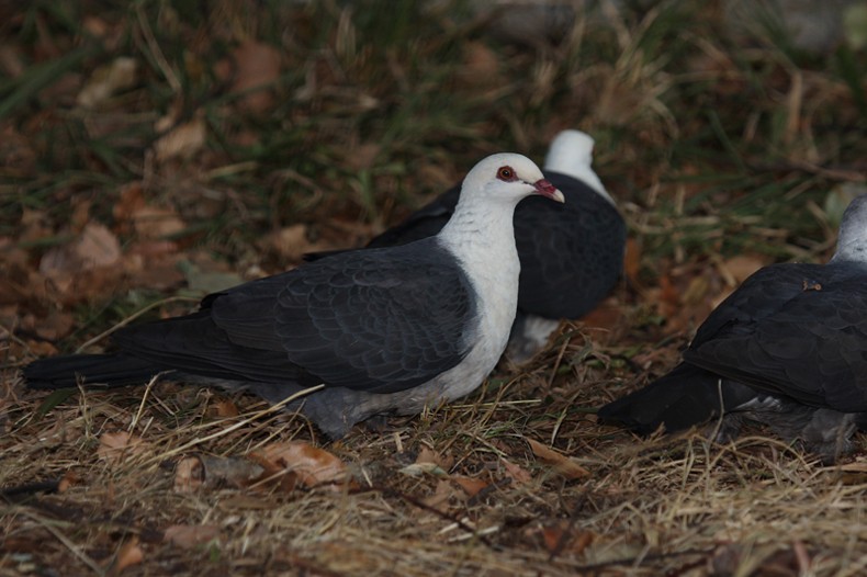 White-headed Pigeon - ML81693961