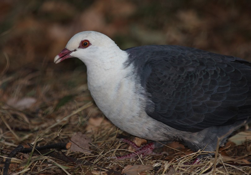 White-headed Pigeon - ML81693971