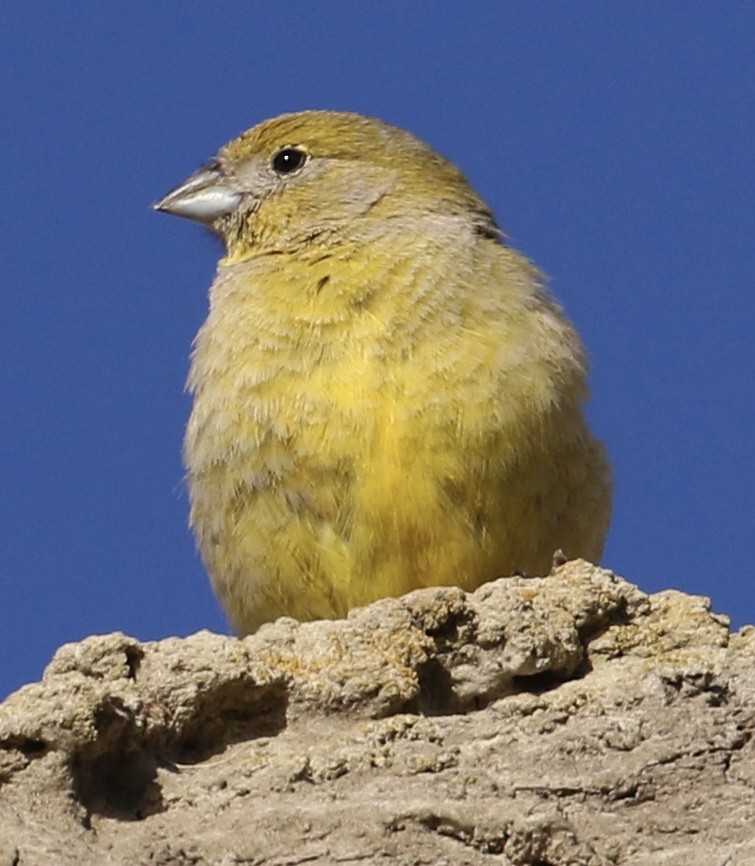 Patagonian Yellow-Finch - Jeff Skevington