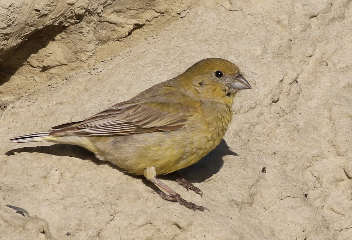 Patagonian Yellow-Finch - ML81694081