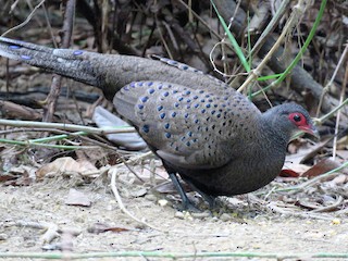  - Germain's Peacock-Pheasant