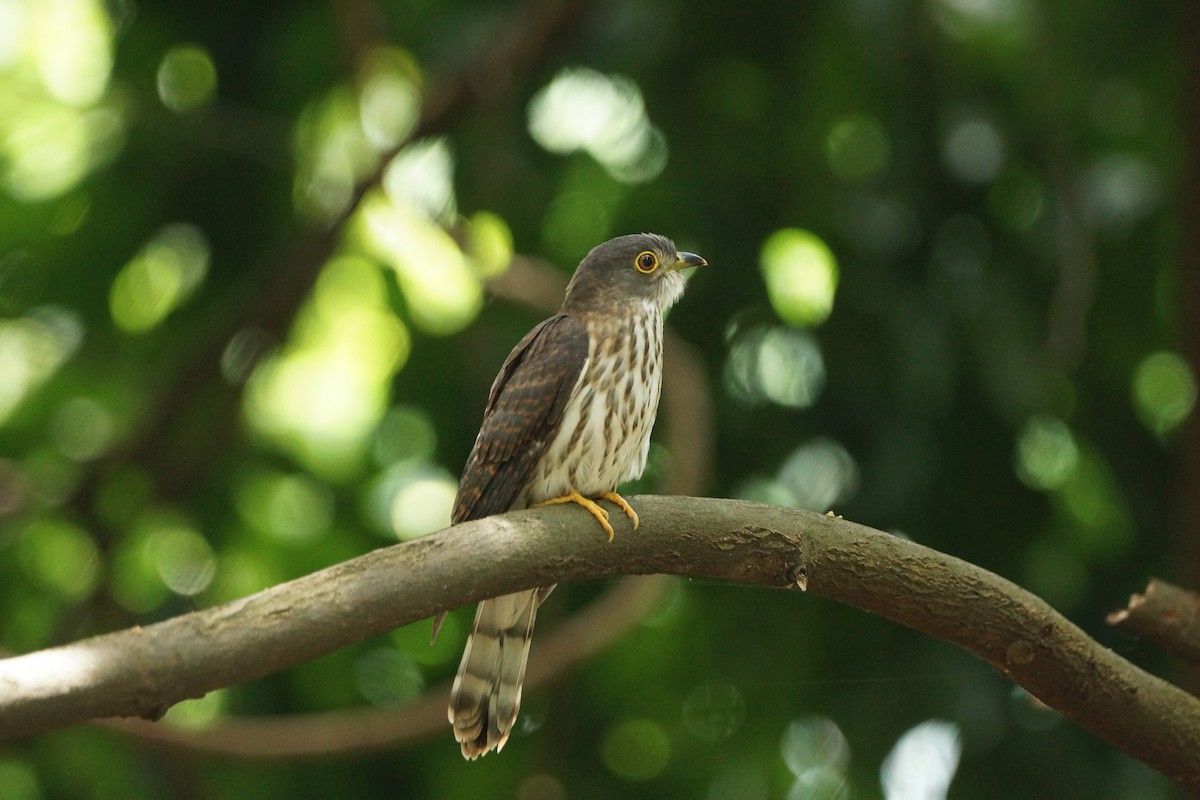 Hodgson's Hawk-Cuckoo - ML81695951