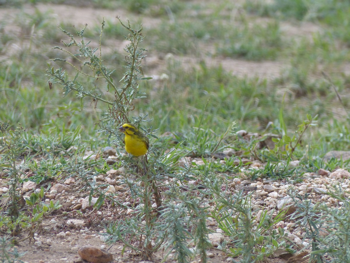 Yellow-fronted Canary - Kai Victor