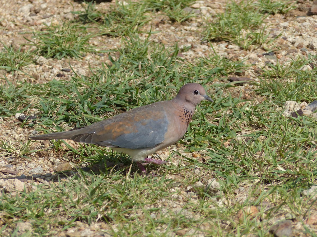 Laughing Dove - Kai Victor