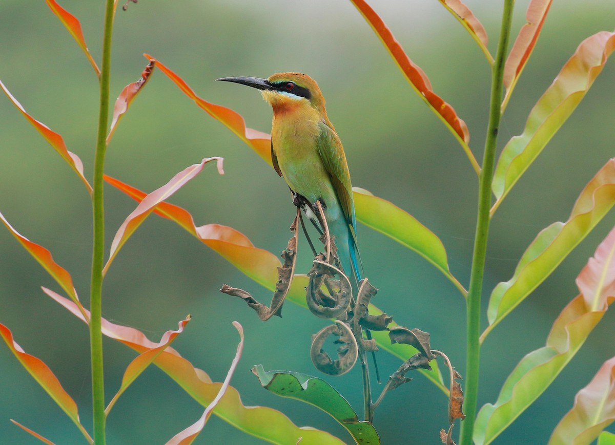Blue-tailed Bee-eater - ML81700591
