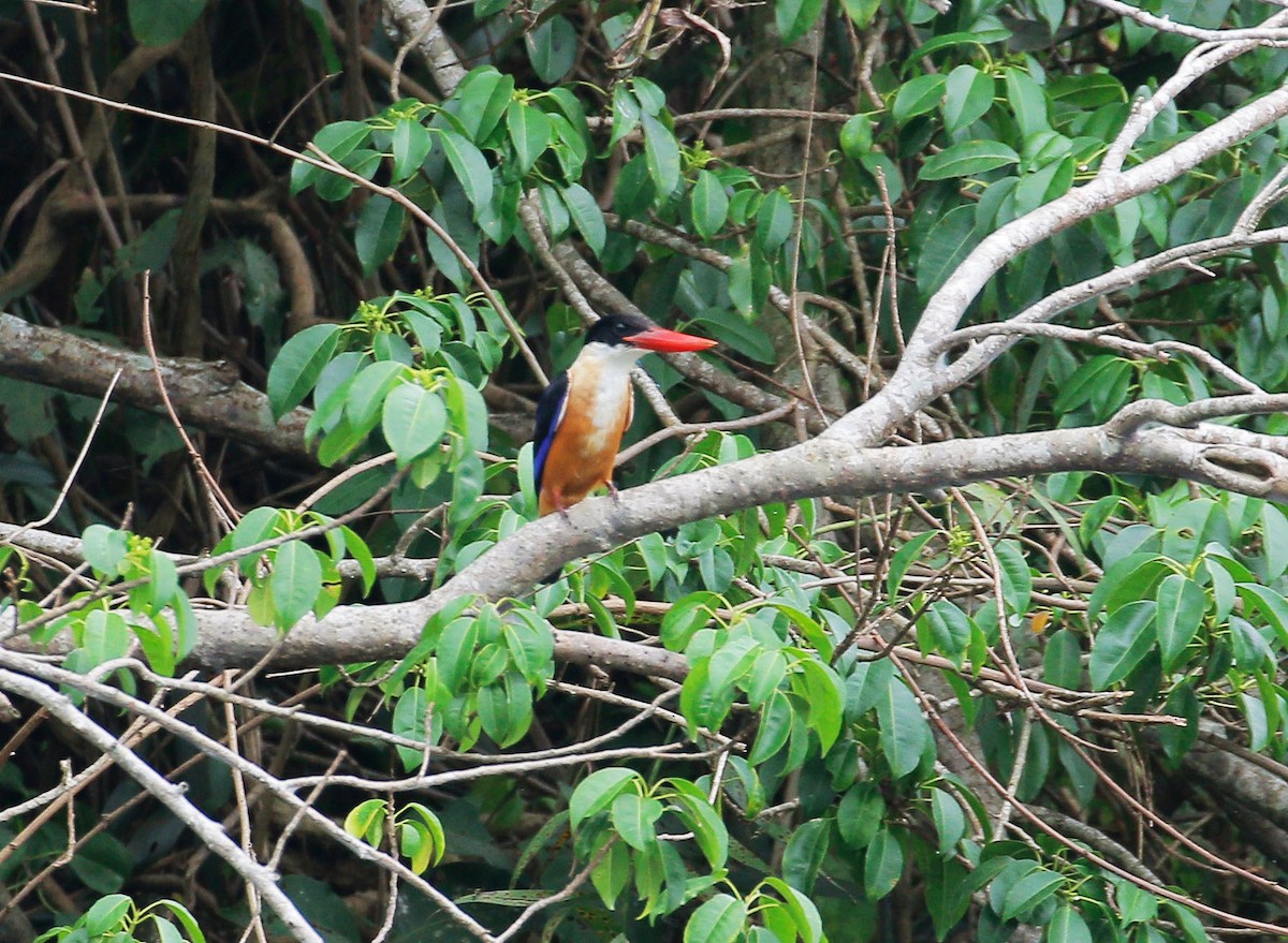Black-capped Kingfisher - Neoh Hor Kee