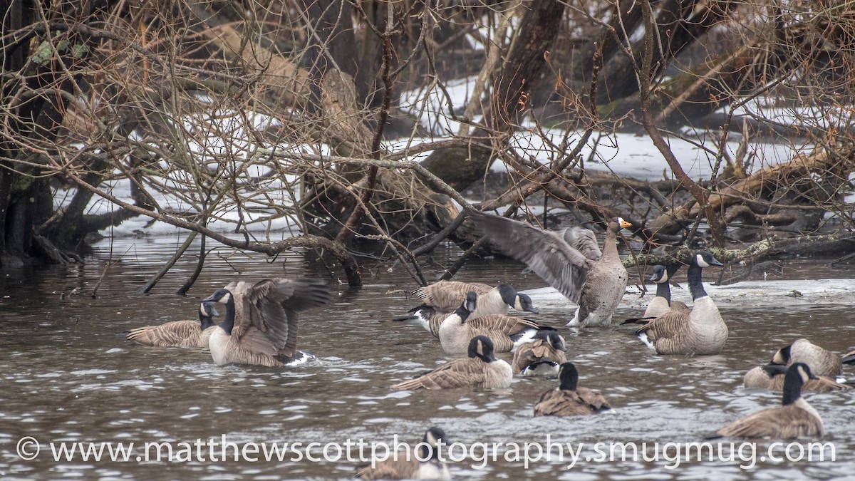 Greater White-fronted Goose - ML81701501