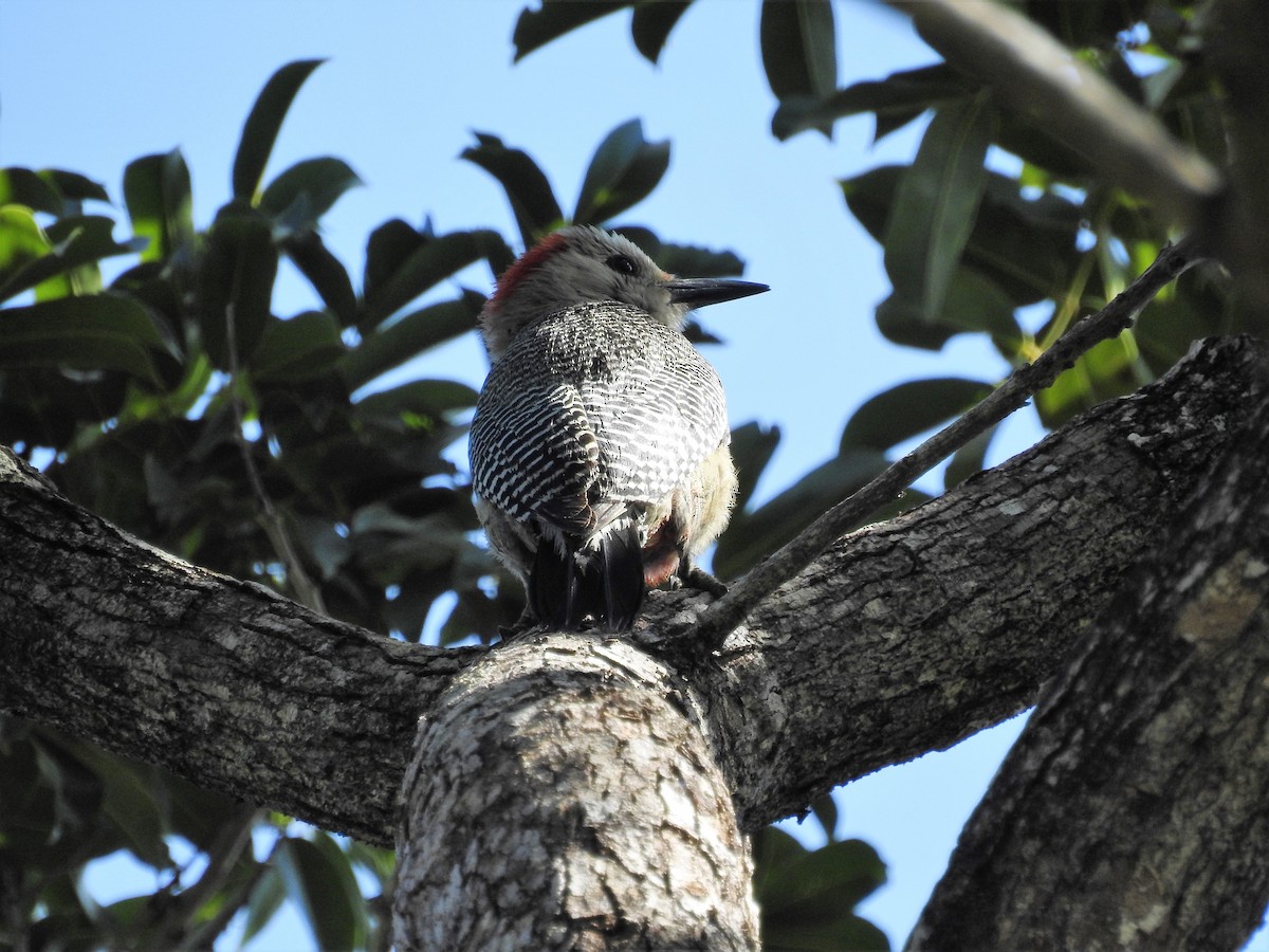 Yucatan Woodpecker - John Licharson