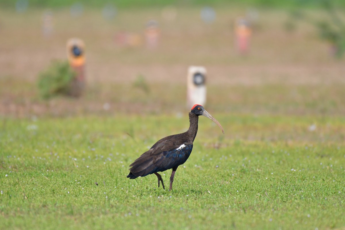 ibis bradavičnatý - ML81704651