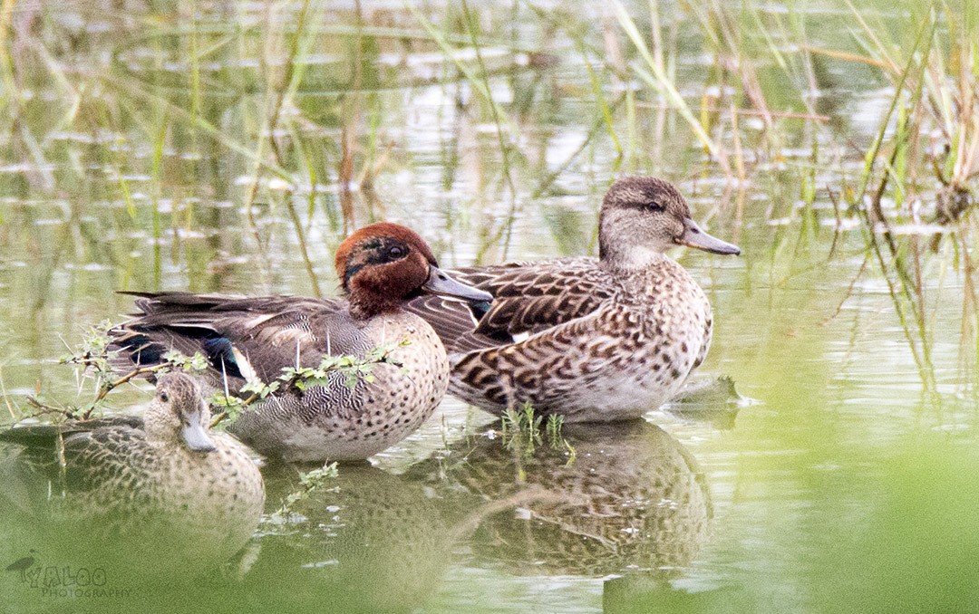 Green-winged Teal - ML81704701