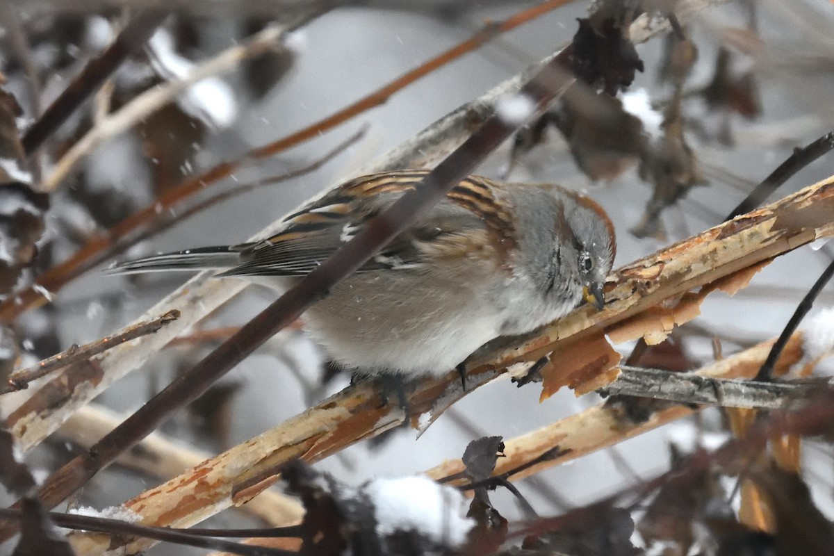 American Tree Sparrow - ML81704911