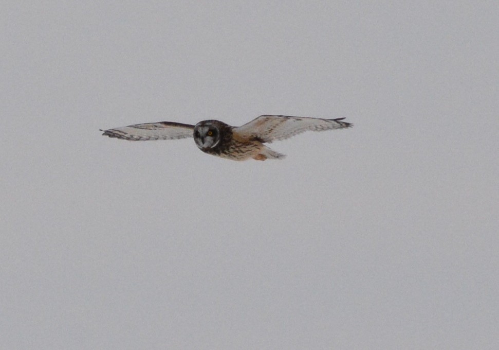 Short-eared Owl - Anonymous