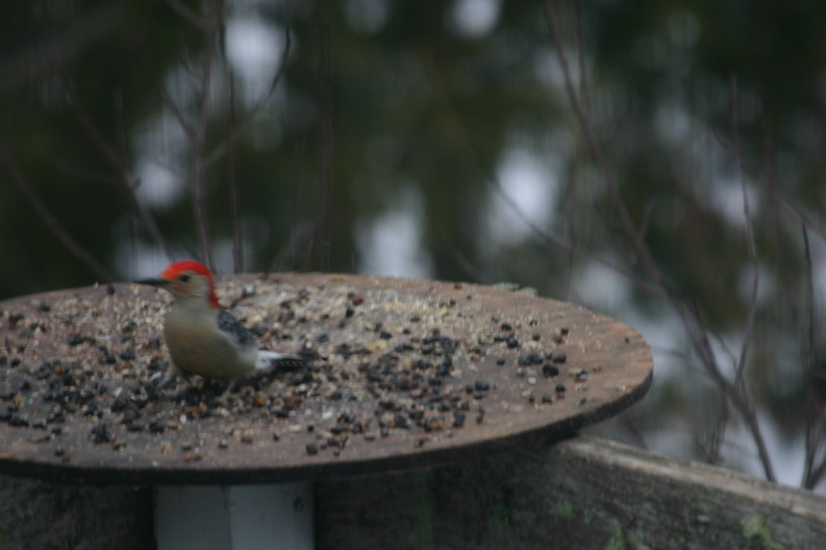 Red-bellied Woodpecker - ML81707451