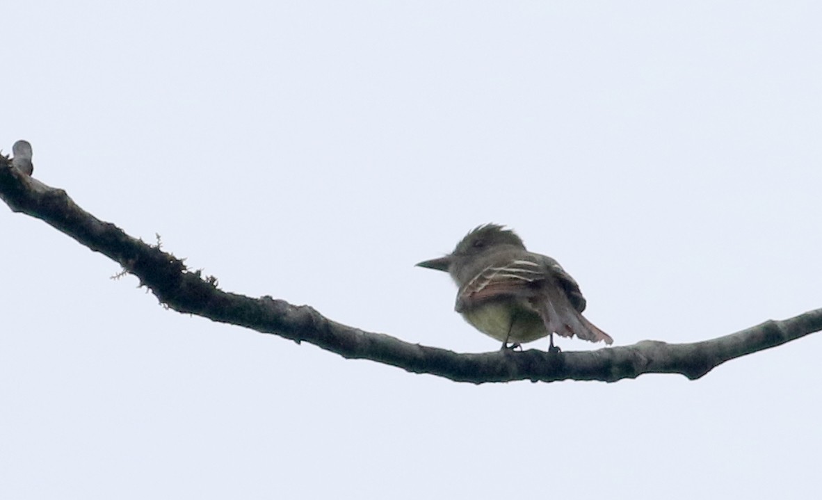 Great Crested Flycatcher - ML81707571