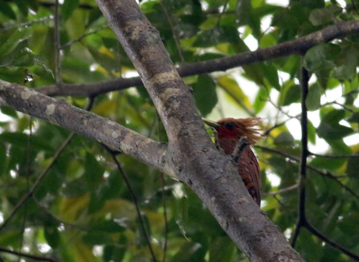 Chestnut-colored Woodpecker - ML81707681