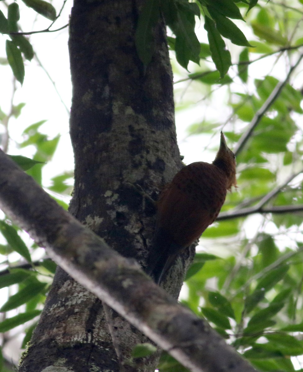 Chestnut-colored Woodpecker - ML81707731