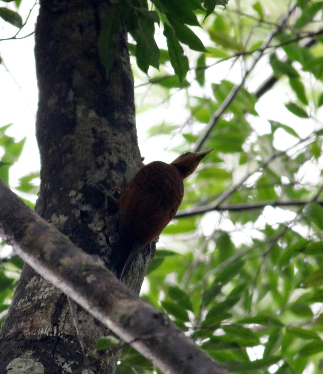 Chestnut-colored Woodpecker - ML81707791