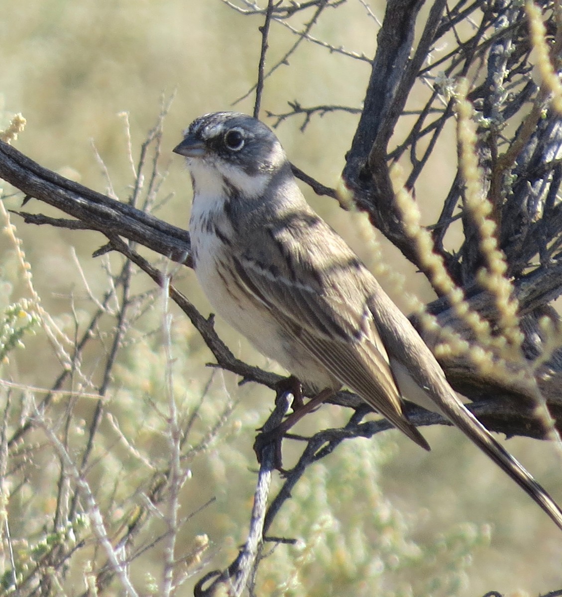 Sagebrush/Bell's Sparrow (Sage Sparrow) - ML81708401