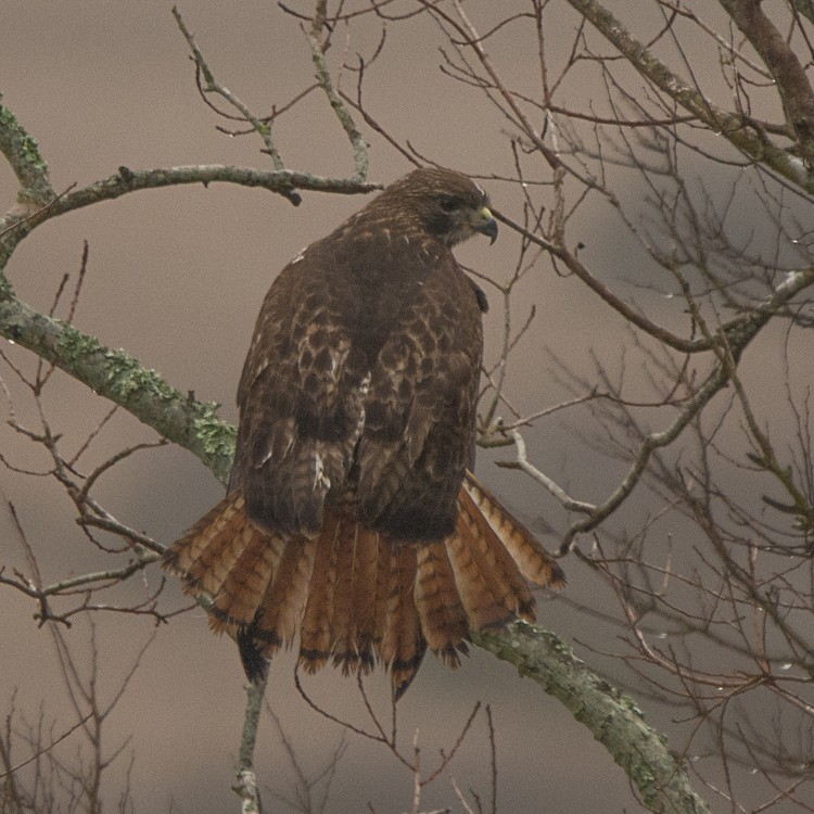 Red-tailed Hawk - ML81708491