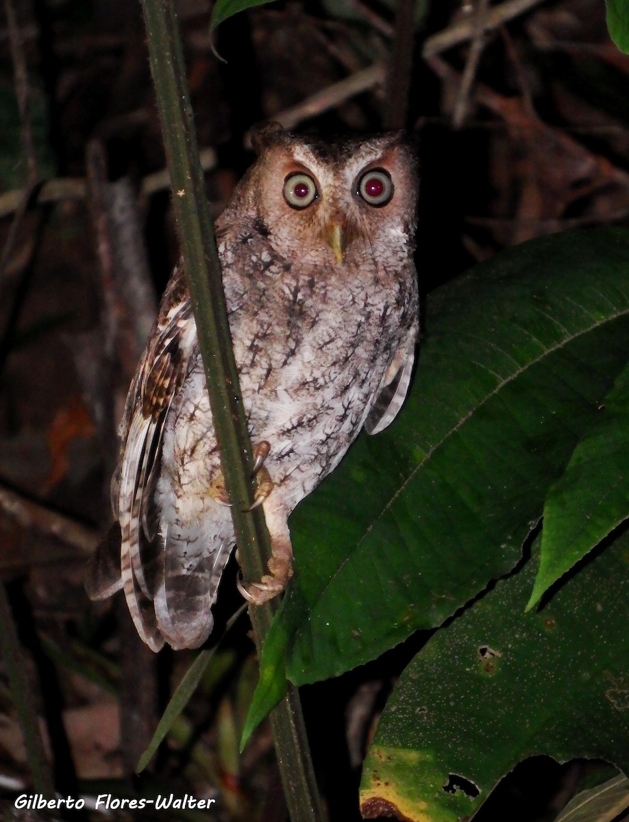 Middle American Screech-Owl (Middle American) - ML81710461