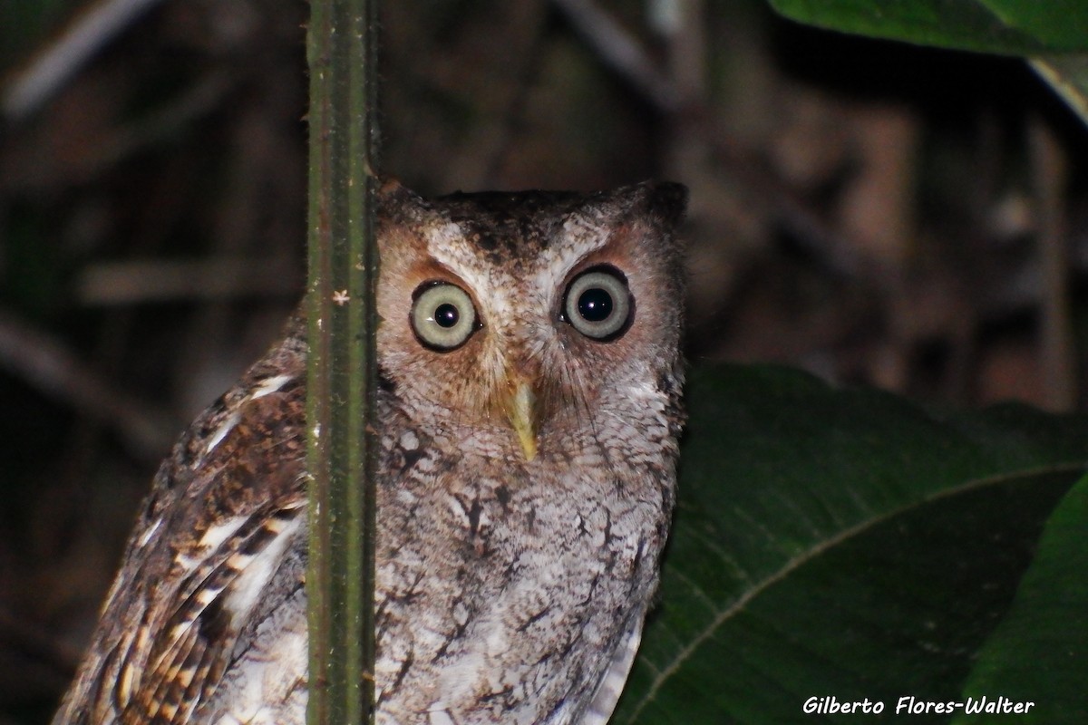 Middle American Screech-Owl (Middle American) - Gilberto Flores-Walter (Feathers Birding)