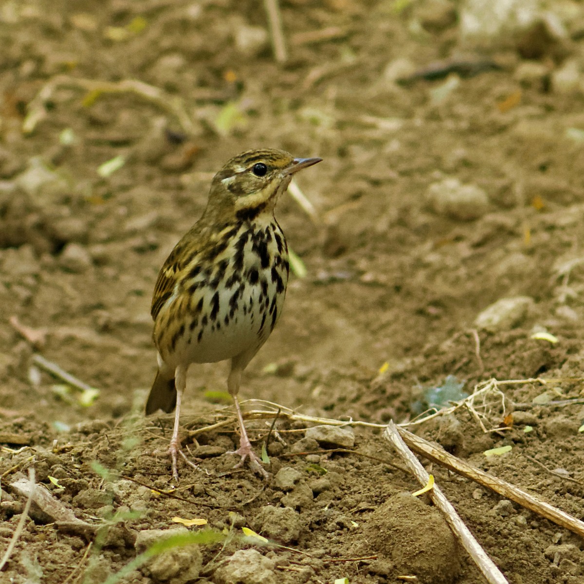 Olive-backed Pipit - Able Lawrence