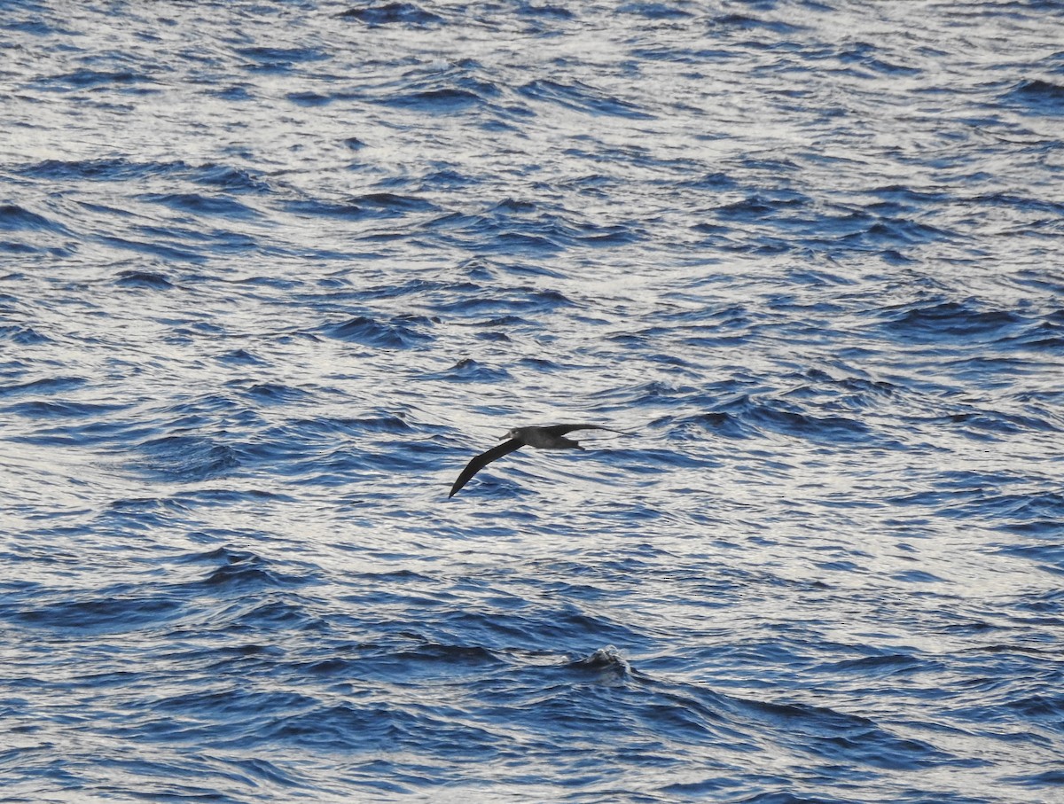 Albatros à pieds noirs - ML81712541