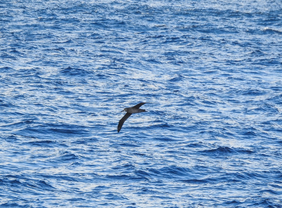 Albatros à pieds noirs - ML81712571