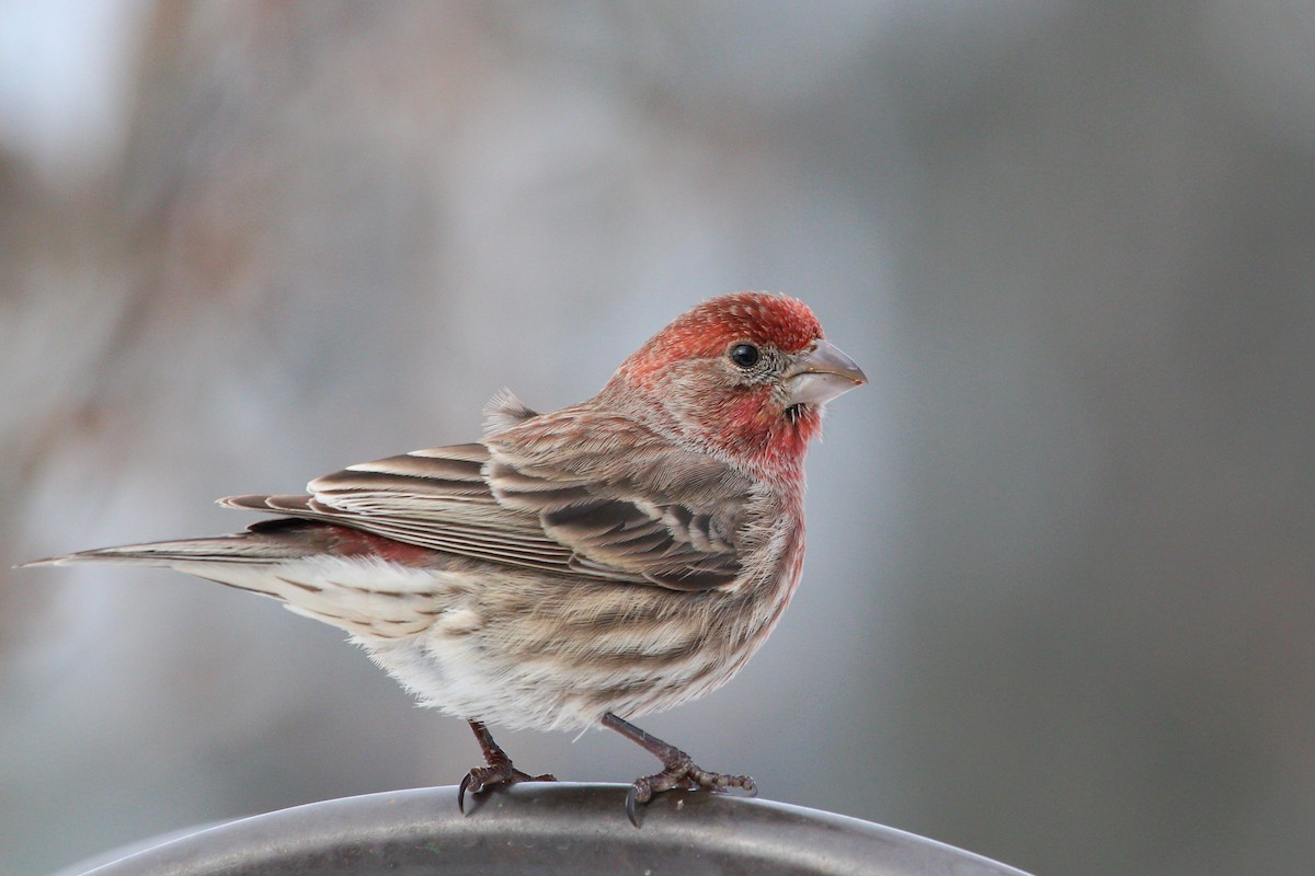 House Finch - Chad Witko