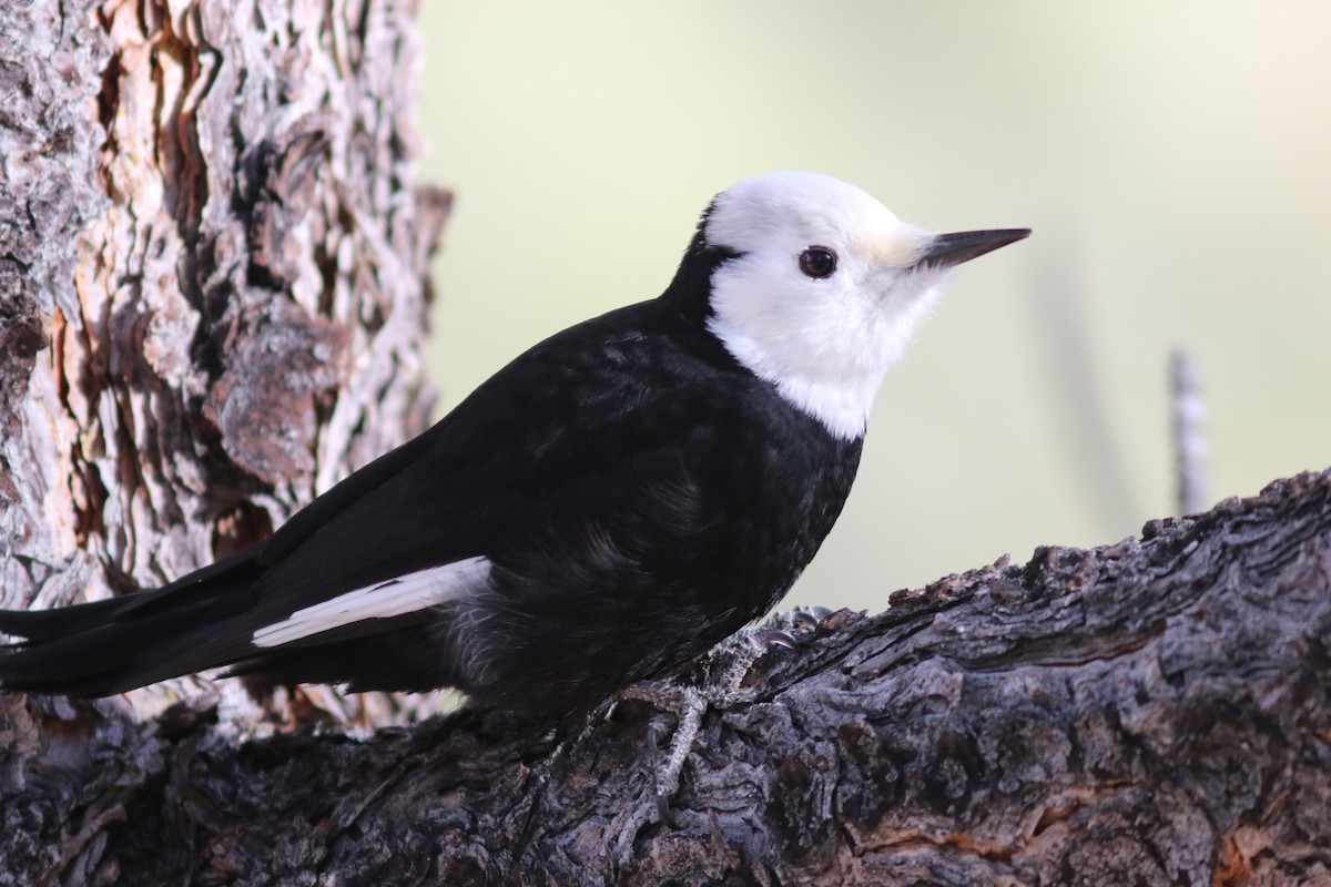 White-headed Woodpecker - Bill Frey