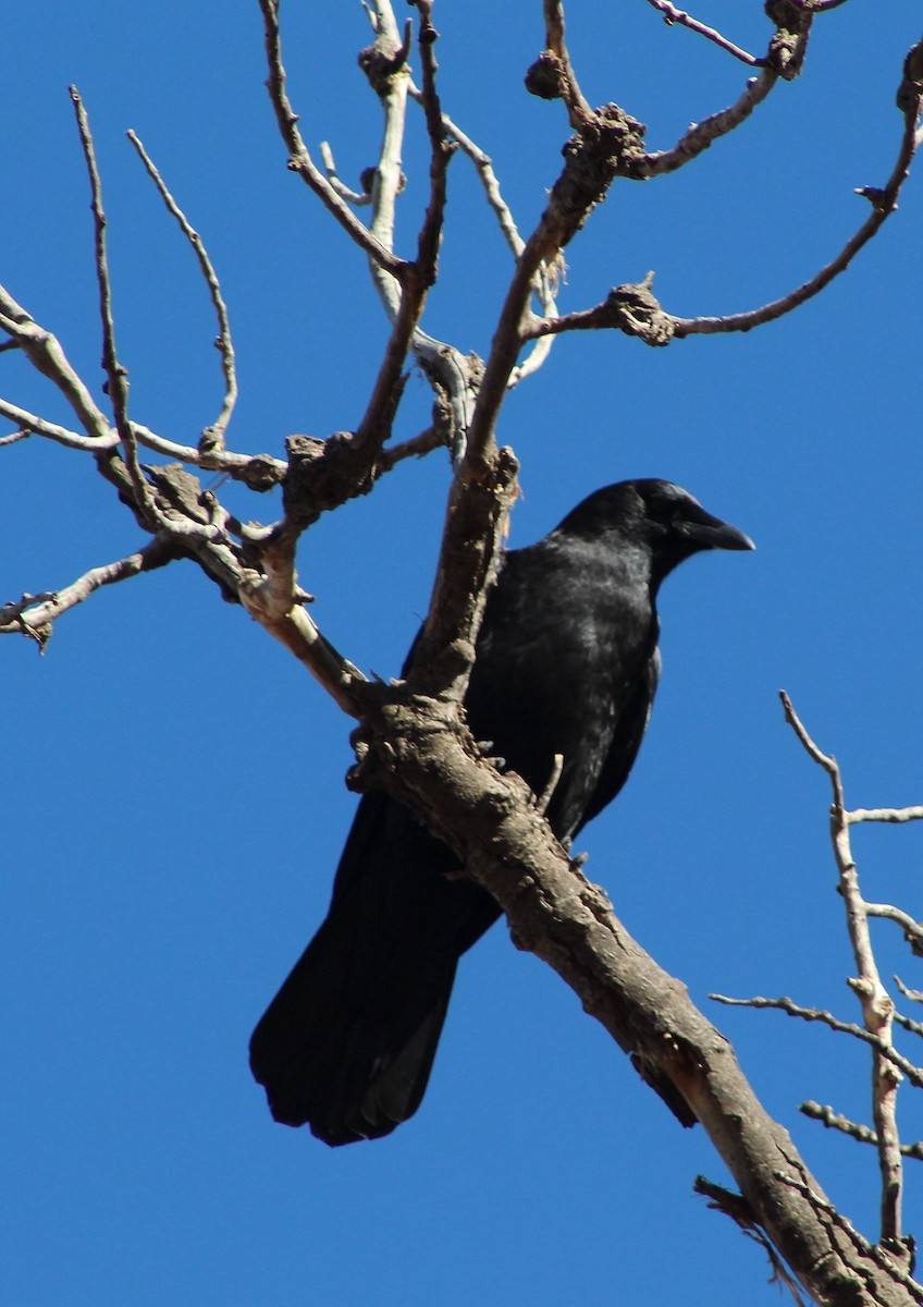 American Crow - alison rodgers
