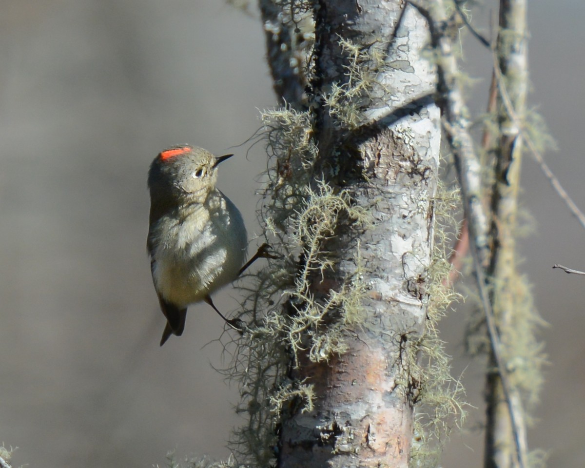 Ruby-crowned Kinglet - Keith McCullough