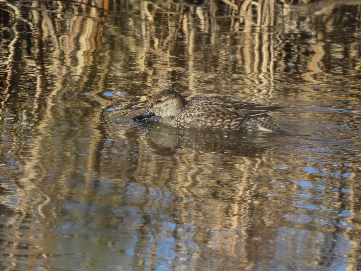 Green-winged Teal - ML81718211