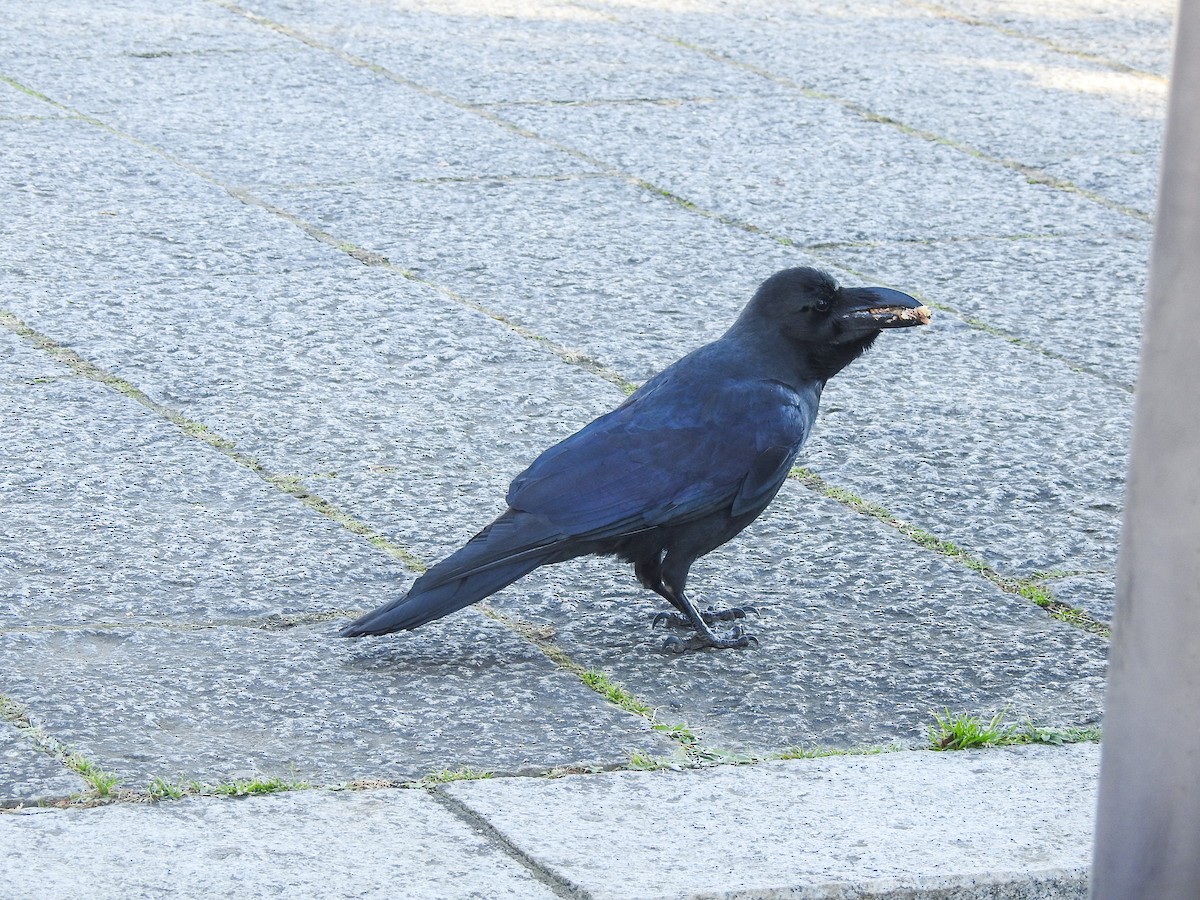 Large-billed Crow - ML81718241