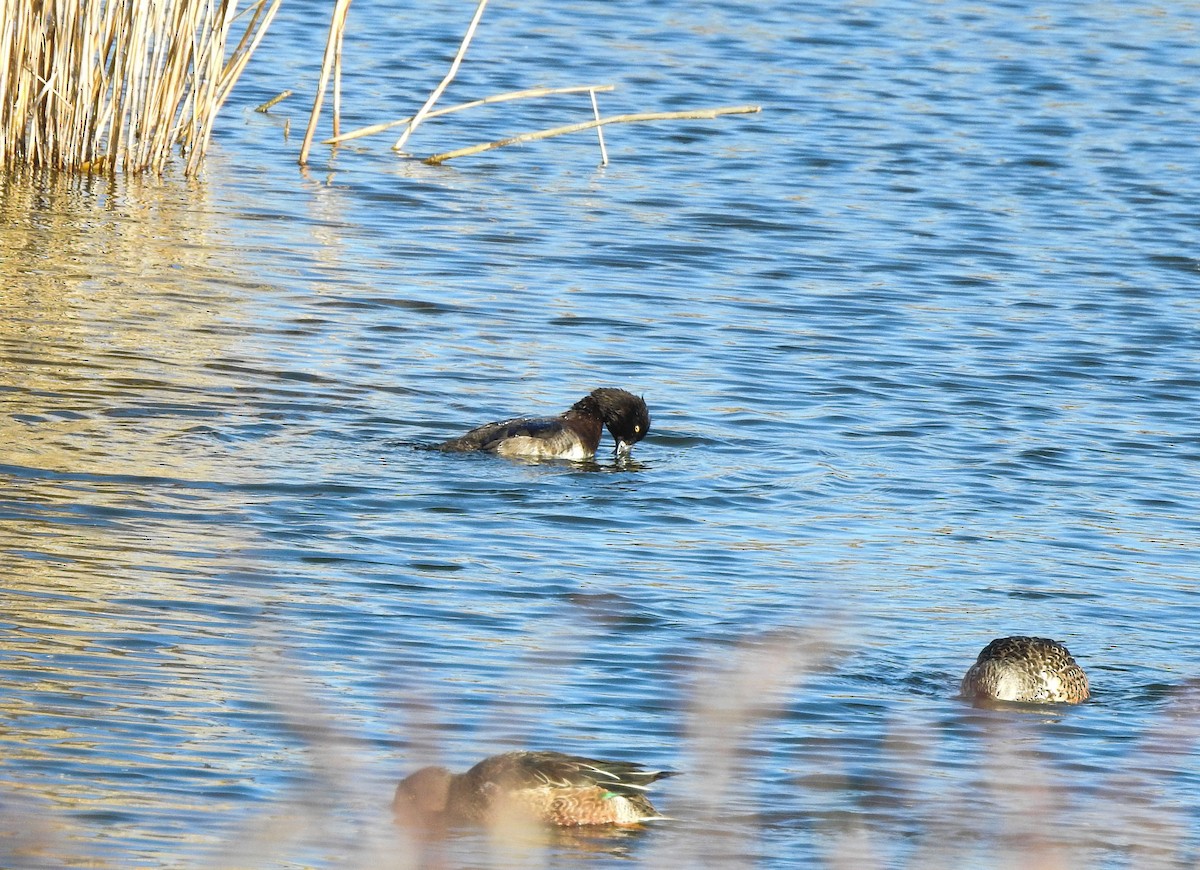 Tufted Duck - ML81718361