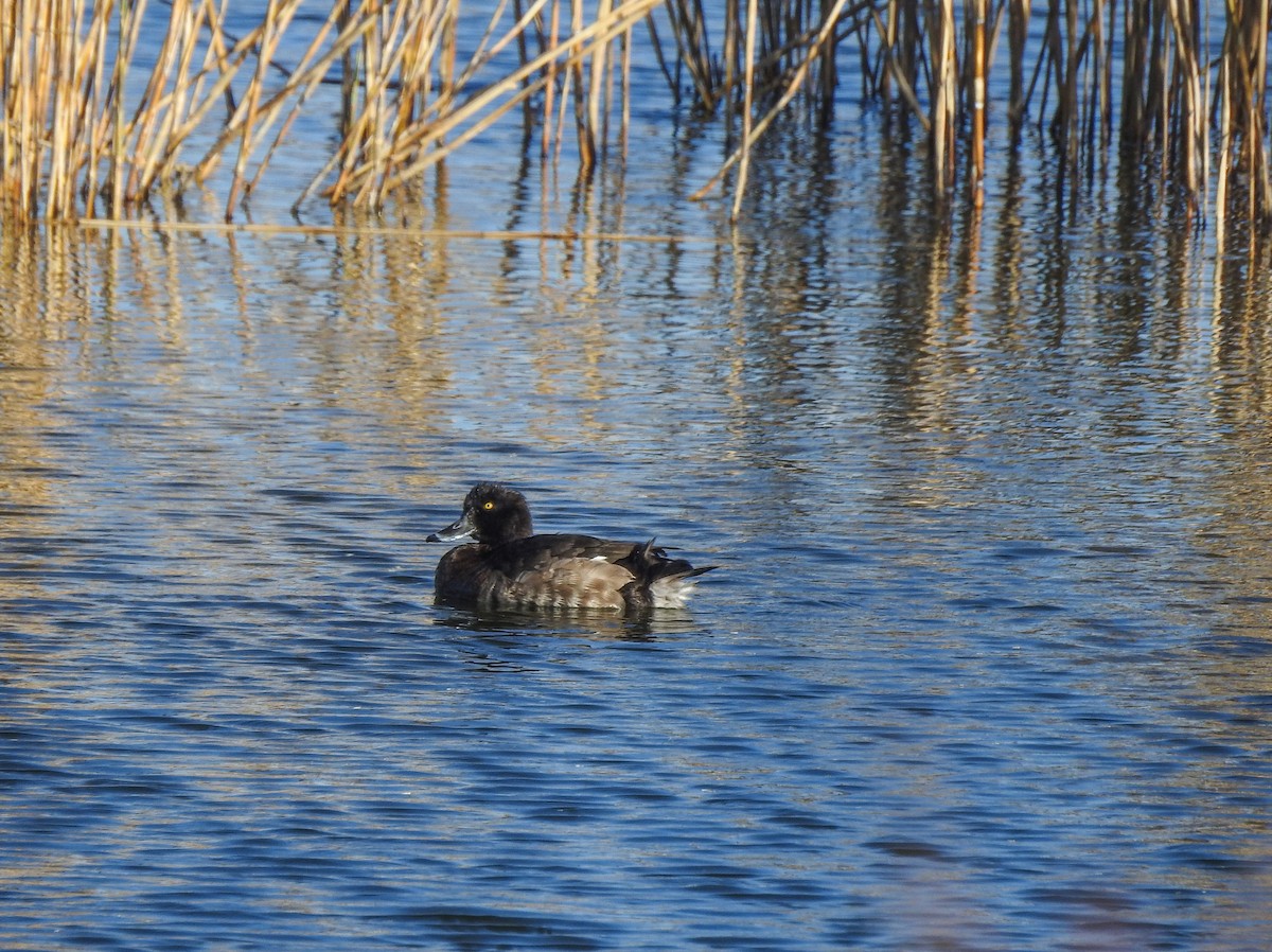 Tufted Duck - ML81718371