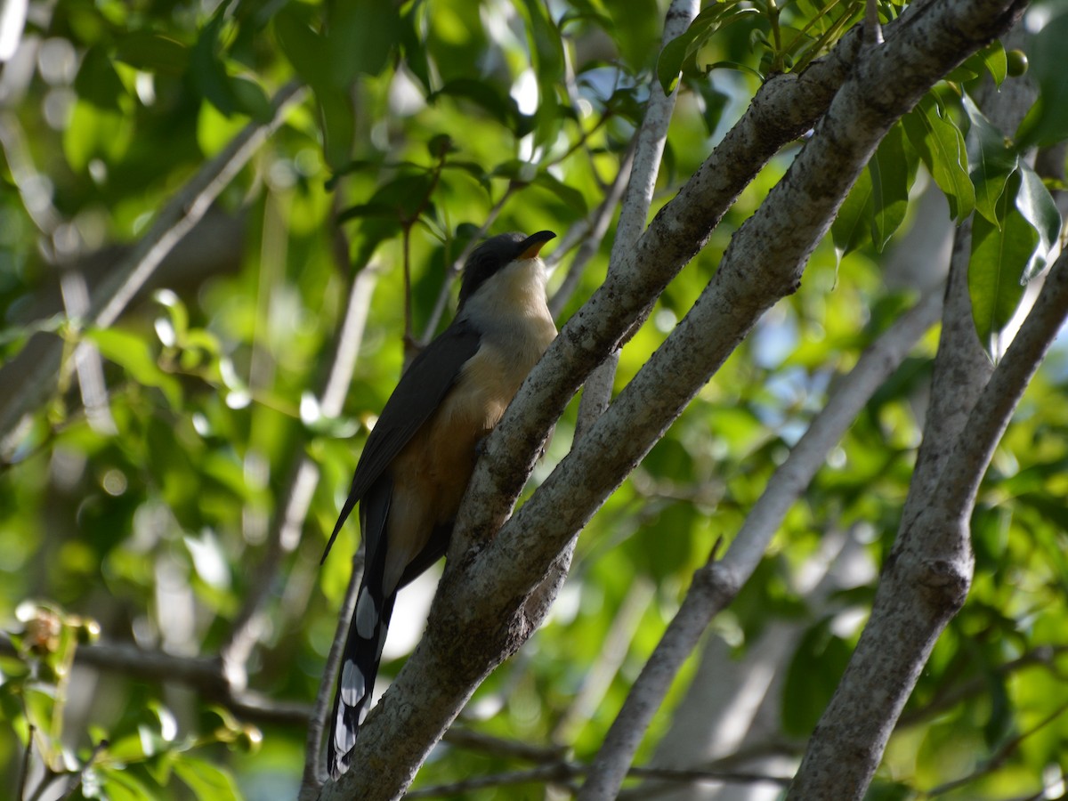 Mangrove Cuckoo - Jeremy Collison