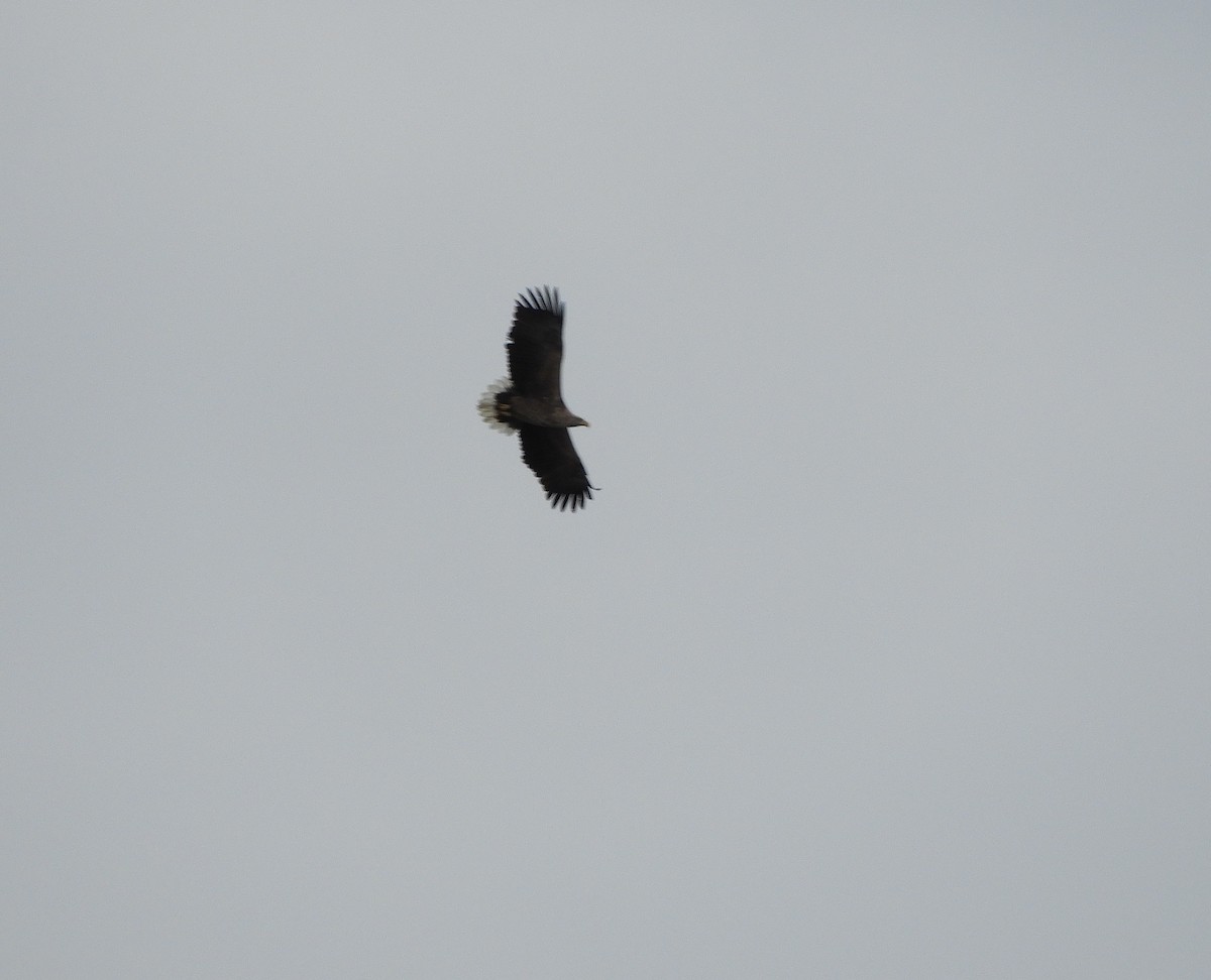 White-tailed Eagle - ML81724881