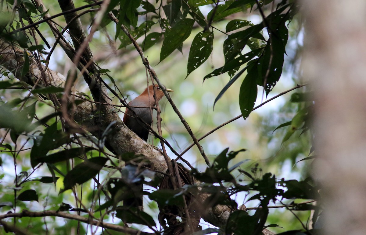 Squirrel Cuckoo (Middle America) - Jay McGowan