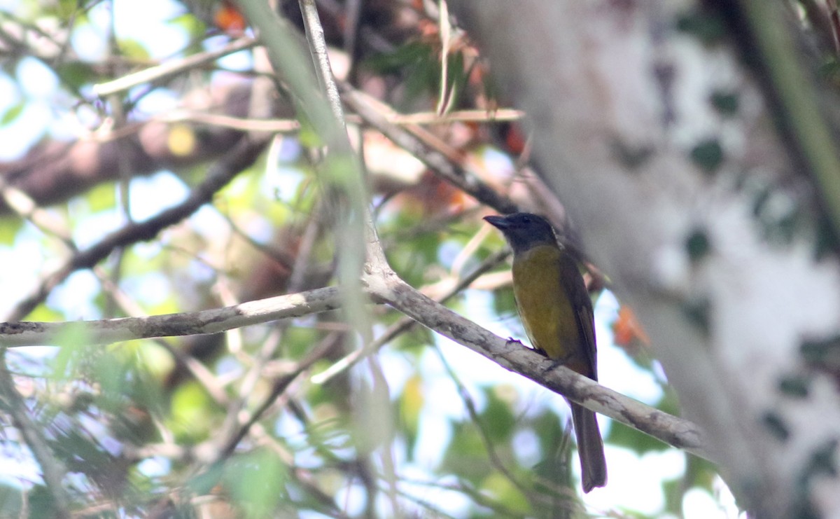 Black-throated Shrike-Tanager - ML81725841